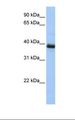 SPO11 Antibody - HepG2 cell lysate. Antibody concentration: 1.0 ug/ml. Gel concentration: 12%.  This image was taken for the unconjugated form of this product. Other forms have not been tested.