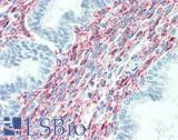 SPON1 / F-Spondin Antibody - Human Uterus: Formalin-Fixed, Paraffin-Embedded (FFPE), at a concentration of 10 ug/ml. 