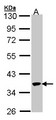 SPOP Antibody - Sample (30 ug of whole cell lysate). A: 293T. 10% SDS PAGE. SPOP antibody diluted at 1:1000. 