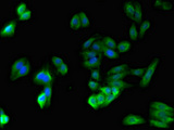 SPPL3 / IMP2 Antibody - Immunofluorescent analysis of HepG2 cells using SPPL3 Antibody at dilution of 1:100 and Alexa Fluor 488-congugated AffiniPure Goat Anti-Rabbit IgG(H+L)