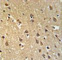 SPRN / SHADOO Antibody - SPRN Antibody IHC of formalin-fixed and paraffin-embedded brain tissue followed by peroxidase-conjugated secondary antibody and DAB staining.