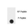 Sprouty 4 / SPRY4 Antibody - Dot blot of anti-Phospho-SPRY4-pY75 Antibody on nitrocellulose membrane. 50ng of Phospho-peptide or Non Phospho-peptide per dot were adsorbed. Antibody working concentrations are 0.5ug per ml.