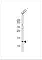 SPRR2A Antibody - Western blot of lysate from A431 cell line, using SPRR2A Antibody. Antibody was diluted at 1:1000 at each lane. A goat anti-rabbit IgG H&L (HRP) at 1:5000 dilution was used as the secondary antibody. Lysate at 35ug per lane.