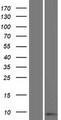 SPRR2D Protein - Western validation with an anti-DDK antibody * L: Control HEK293 lysate R: Over-expression lysate