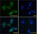 SPRY1 / Sprouty 1 Antibody - SPRY1 / Sprouty 1 antibody immunofluorescence analysis of paraformaldehyde fixed HepG2 cells, permeabilized with 0.15% Triton. Primary incubation 1hr (10ug/ml) followed by Alexa Fluor 488 secondary antibody (4ug/ml), showing cytoplasmic and Golgi apparatus staining. The nuclear stain is DAPI (blue). Negative control: Unimmunized goat IgG (10ug/ml) followed by Alexa Fluor 488 secondary antibody (4ug/ml).