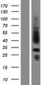 SPRY3 / Sprouty 3 Protein - Western validation with an anti-DDK antibody * L: Control HEK293 lysate R: Over-expression lysate