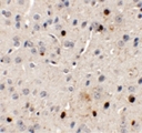SPRYD3 Antibody - Immunohistochemistry of SPRYD3 in mouse brain tissue with SPRYD3 antibody at 5 ug/ml.