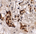 SPRYD4 Antibody - Immunohistochemistry of SPRYD4 in human kidney tissue with SPRYD4 antibody at 2.5 ug/ml.