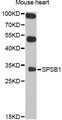 SPSB1 Antibody - Western blot analysis of extracts of mouse heart, using SPSB1 antibody at 1:1000 dilution. The secondary antibody used was an HRP Goat Anti-Rabbit IgG (H+L) at 1:10000 dilution. Lysates were loaded 25ug per lane and 3% nonfat dry milk in TBST was used for blocking. An ECL Kit was used for detection and the exposure time was 90s.