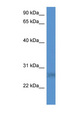 SPSB2 Antibody - SPSB2 antibody Western blot of HepG2 cell lysate.  This image was taken for the unconjugated form of this product. Other forms have not been tested.