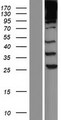 SPTBN1 / ELF Protein - Western validation with an anti-DDK antibody * L: Control HEK293 lysate R: Over-expression lysate
