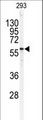 SPTLC1 / HSN1 Antibody - Western blot of anti-SPTLC1 Antibody in 293 cell line lysates (35 ug/lane). SPTLC1(arrow) was detected using the purified antibody.
