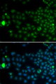 SPY1 / SPDYA Antibody - Immunofluorescence analysis of MCF7 cells.