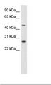 SPZ1 Antibody - NIH 3T3 Cell Lysate.  This image was taken for the unconjugated form of this product. Other forms have not been tested.