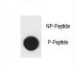 SQSTM1 Antibody - Dot blot of SQSTM1 Antibody (Phospho S403) Phospho-specific antibody on nitrocellulose membrane. 50ng of Phospho-peptide or Non Phospho-peptide per dot were adsorbed. Antibody working concentrations are 0.6ug per ml.