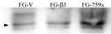 SRC Antibody - FG Pancreatic Carcinoma Cell Lines stably expressing vector along (FG-V) the b3 integrin subunit (FG-b3) or a b3 truncation mutant (FG-759x). Phospho-Src-Y215 Antibody was diluted 1:500 in 1% BSA/TBST and incubated Overnight at 4