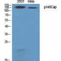 SRCIN1 / SNIP Antibody - Western blot of p140Cap antibody