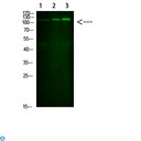 SREBF1 / SREBP-1 Antibody - Western Blot analysis of 1) mouse liver, 2) HeLa, 3) mouse brain cells using primary antibody diluted at 1:1000 (4°C overnight) . Secondary antibody: Goat Anti-rabbit IgG IRDye 800 (diluted at 1:5000, 25°C, 1 hour).