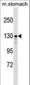 SRGAP1 Antibody - SRGAP1 Antibody western blot of mouse stomach tissue lysates (35 ug/lane). The SRGAP1 antibody detected the SRGAP1 protein (arrow).