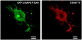 SRGAP2 Antibody - HEK293 overexpressing Human srGAP2 and probed with at 2.5ug/ml in the right panel. Data kindly provided by Ms. Ya-Jing Mi and Dr.Wei-Lin Jin, Institute of Neurosciences, Shanghai Jiao Tong University.