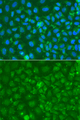 SRGN / Serglycin Antibody - Immunofluorescence analysis of A549 cells using SRGN antibody. Blue: DAPI for nuclear staining.