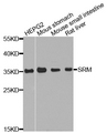 SRM / Spermidine Synthase Antibody - Western blot analysis of extract of various cells.