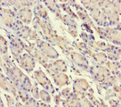 SRP19 Antibody - Immunohistochemistry of paraffin-embedded human pancreatic tissue using SRP19 Antibody at dilution of 1:100