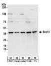 SRP68 Antibody - Detection of human and mouse Sec13 by western blot. Samples: Whole cell lysate (50 µg) from HEK293T, HeLa, Jurkat, mouse TCMK-1, and mouse NIH 3T3 cells. Antibodies: Affinity purified rabbit anti-Sec13 antibody used for WB at 0.1 µg/ml. Detection: Chemiluminescence with an exposure time of 10 seconds.
