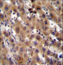SRPK1 Antibody - SRPK1 Antibody immunohistochemistry of formalin-fixed and paraffin-embedded human liver tissue followed by peroxidase-conjugated secondary antibody and DAB staining.