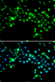 SRSF4 / SFRS4 Antibody - Immunofluorescence analysis of MCF7 cells.