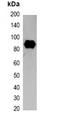 SRT Tag Antibody - Western blot analysis of over-expressed SRT-tagged protein in 293T cell lysate.