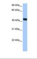 SSBP4 Antibody - Transfected 293T cell lysate. Antibody concentration: 1.0 ug/ml. Gel concentration: 12%.  This image was taken for the unconjugated form of this product. Other forms have not been tested.