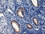 SSR1 Antibody - IHC of paraffin-embedded Human endometrium tissue using anti-SSR1 mouse monoclonal antibody.