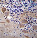 SSR2 Antibody - SSR2 Antibody immunohistochemistry of formalin-fixed and paraffin-embedded human cerebellum tissue followed by peroxidase-conjugated secondary antibody and DAB staining.