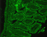 SSTR2 Antibody - Rat tissue paraffin embedded.
