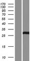 SSX2B Protein - Western validation with an anti-DDK antibody * L: Control HEK293 lysate R: Over-expression lysate