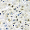 SSX5 Antibody - Immunohistochemical analysis of SSX5 staining in mouse liver formalin fixed paraffin embedded tissue section. The section was pre-treated using heat mediated antigen retrieval with sodium citrate buffer (pH 6.0). The section was then incubated with the antibody at room temperature and detected using an HRP conjugated compact polymer system. DAB was used as the chromogen. The section was then counterstained with hematoxylin and mounted with DPX.