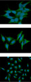 ST13 Antibody - ICC/IF analysis of ST13 in 293T cells line, stained with DAPI (Blue) for nucleus staining and monoclonal anti-human ST13 antibody (1:100) with goat anti-mouse IgG-Alexa fluor 488 conjugate (Green).ICC/IF analysis of ST13 in HeLa cells line, stained with DAPI (Blue) for nucleus staining and monoclonal anti-human ST13 antibody (1:100) with goat anti-mouse IgG-Alexa fluor 488 conjugate (Green).ICC/IF analysis of ST13 in A549 cells line, stained with DAPI (Blue) for nucleus staining and monoclonal anti-human ST13 antibody (1:100) with goat anti-mouse IgG-Alexa fluor 488 conjugate (Green).