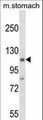 ST18 Antibody - Mouse St18 Antibody western blot of mouse stomach tissue lysates (35 ug/lane). The Mouse St18 antibody detected the Mouse St18 protein (arrow).