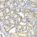 ST3GAL4 / ST3Gal IV Antibody - Immunohistochemistry of paraffin-embedded rat kidney tissue.