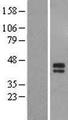 ST6GALNAC5 Protein - Western validation with an anti-DDK antibody * L: Control HEK293 lysate R: Over-expression lysate