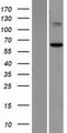 ST7 Protein - Western validation with an anti-DDK antibody * L: Control HEK293 lysate R: Over-expression lysate