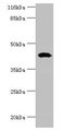 STAC3 Antibody - Western blot All lanes: STAC3 antibody at 12µg/ml + Rat lung tissue Secondary Goat polyclonal to rabbit IgG at 1/10000 dilution Predicted band size: 42, 38, 21 kDa Observed band size: 42 kDa