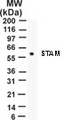 STAM1 / STAM Antibody - Western blot of STAM on 15 ug/lane HeLa cell lysate using antibody.