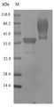 Gamma-hemolysin component B Protein - (Tris-Glycine gel) Discontinuous SDS-PAGE (reduced) with 5% enrichment gel and 15% separation gel.