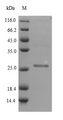 Staphylococcal Secretory Antigen ssaA1 Protein - (Tris-Glycine gel) Discontinuous SDS-PAGE (reduced) with 5% enrichment gel and 15% separation gel.