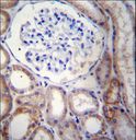 STARD5 Antibody - STARD5 Antibody immunohistochemistry of formalin-fixed and paraffin-embedded human kidney tissue followed by peroxidase-conjugated secondary antibody and DAB staining.