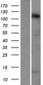 STARD8 Protein - Western validation with an anti-DDK antibody * L: Control HEK293 lysate R: Over-expression lysate