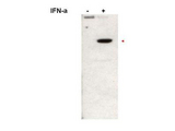 STAT2 Antibody - Anti-Stat2pY690 Antibody - Western Blot. Western blot of Immuno-chemicals affinity purified anti-Stat2pY690 antibody shows detection of Stat2pY690 protein (arrowhead) in Jurkat cells without (left lane) and with (right lane) 1000U/mL of IFN-a for 15 min at 37oC. Primary antibody was used at 1:1000. Personal Communication, A. Gamero, NCI, Bethesda, MD.