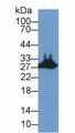 STC2 / Stanniocalcin 2 Antibody - Western Blot; Sample: Mouse Skeletal muscle lysate; Primary Ab: 2µg/ml Rabbit Anti-Human STC2 Antibody Second Ab: 0.2µg/mL HRP-Linked Caprine Anti-Rabbit IgG Polyclonal Antibody